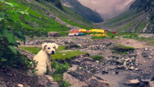 Read more about the article Kedarkantha Trek Difficulty Level for Beginners | Complete Guide