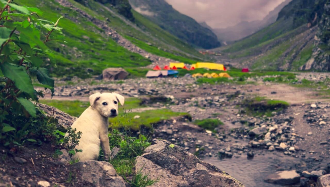 You are currently viewing Kedarkantha Trek Difficulty Level for Beginners | Complete Guide
